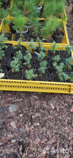 Голубые елки