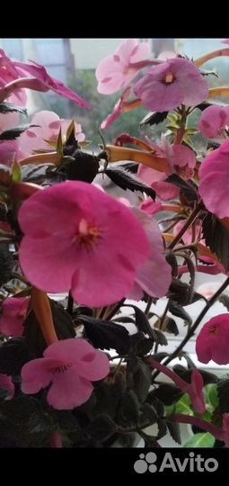 Комнатные растения