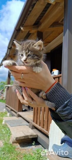 Отдам в добрые руки