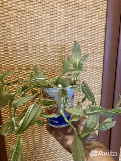 Традесканция