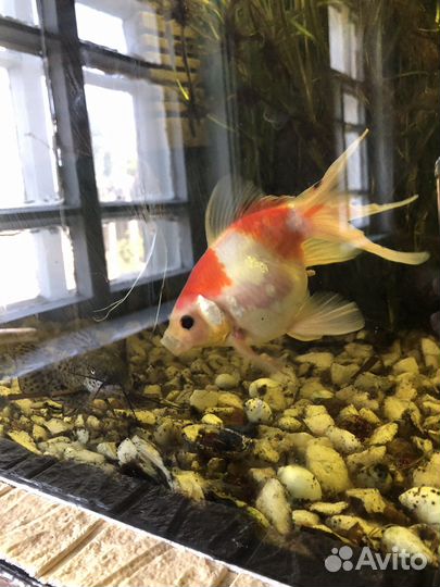 Аквариумные рыбки