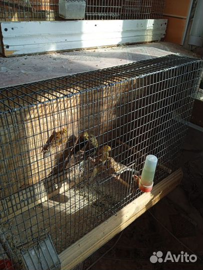 Канарейка кенар