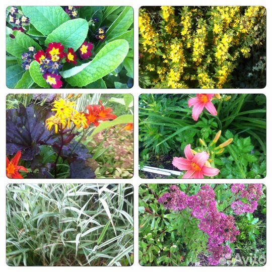 Многолетники