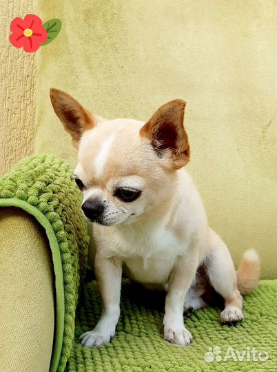 Красавец чихуахуа