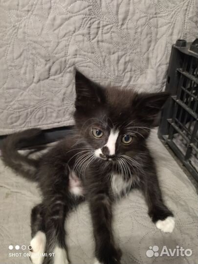 Котя в добрые руки