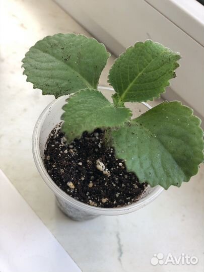 Домашние растения цветы