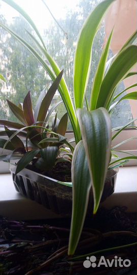 Цветок ассорти