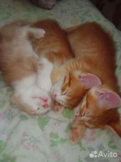 Котята в добрые руки бесплатно 2 месяца ессентуки