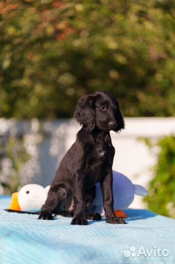 Щенки чёрного сеттера 3 мес