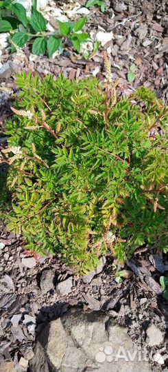 Волжанка карликовая