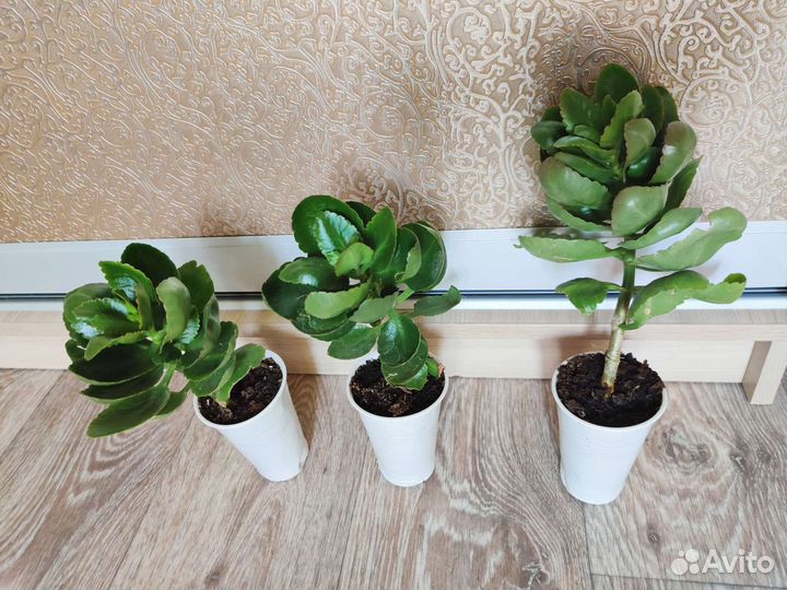 Комнатные цветы каланхоэ