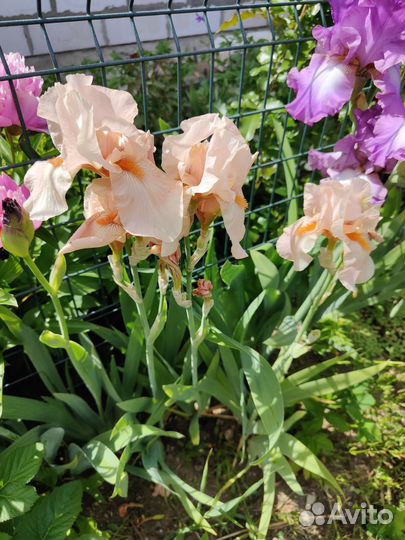 Ирисы бородатые
