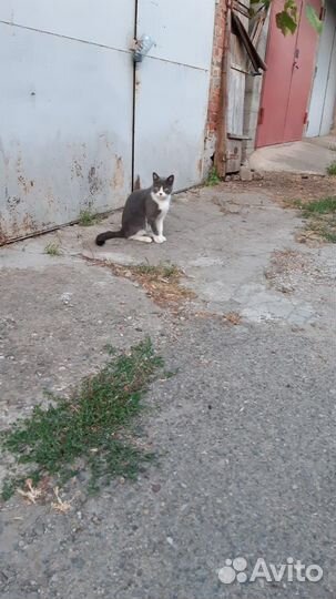 Кот в добрые руки