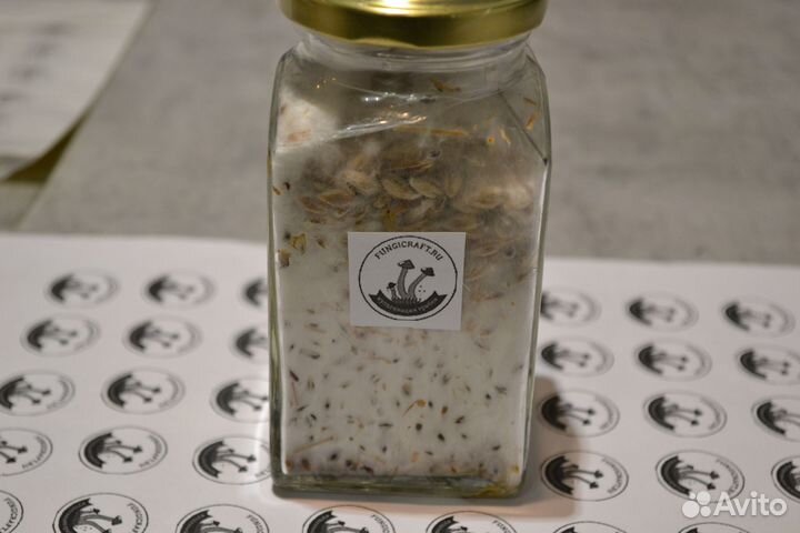 Маточный мицелий гриба Шимеджи