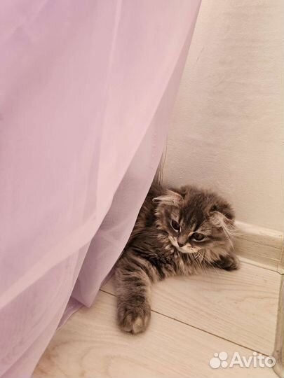 Кошка британка