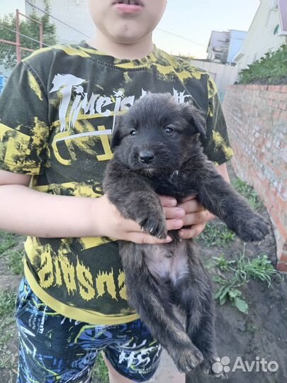 Щенки в хорошие руки