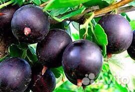 Безшипый крыжовник