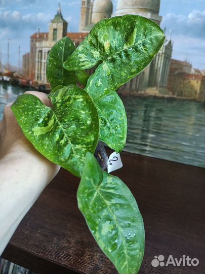 Сингониумы сортовые