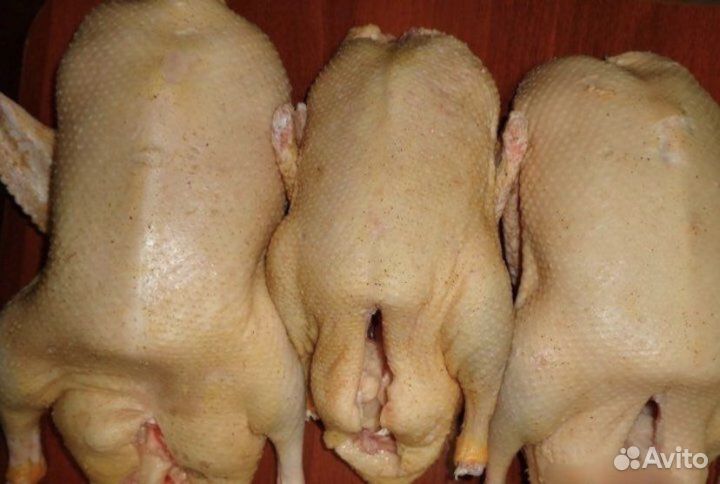 Свежее домашнее мясо Уток,Кур и Индейка