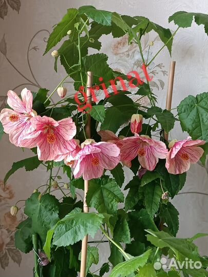 Абутилоны, гибискусы (укорененные черенки)