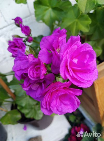 Пеларгония герань