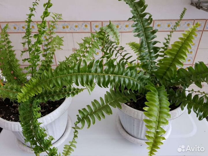 Папоротник