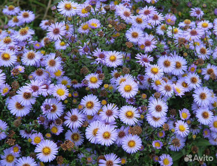 Рассада, многолетники 