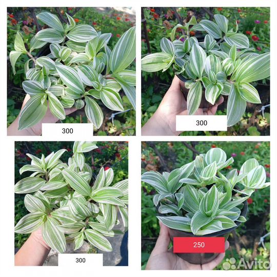 Традесканция