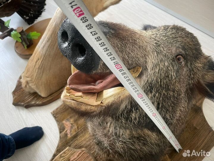 Чучело головы кабана