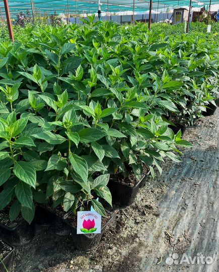 Гортензия Жемчужина фестиваля