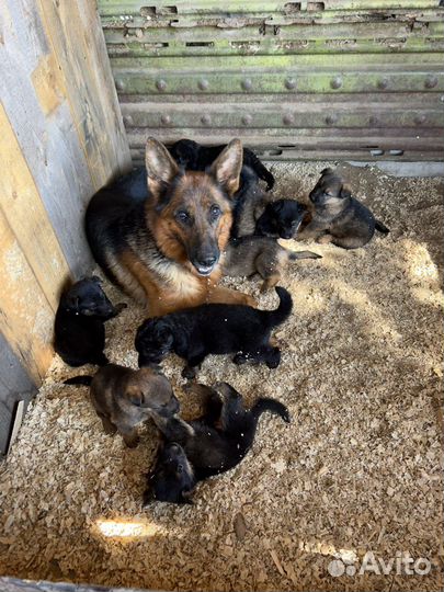 Щенки немецкой овчарки