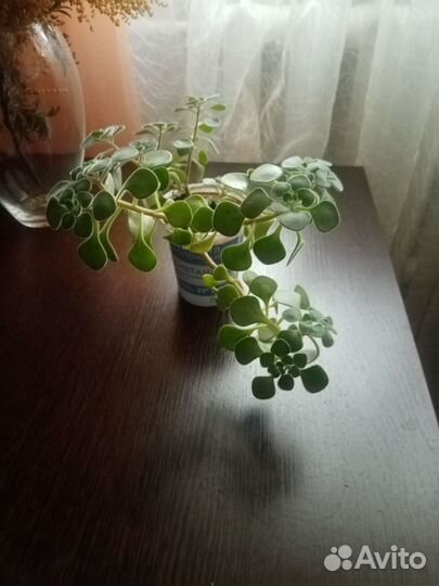 Аихризон (Дерево любви)