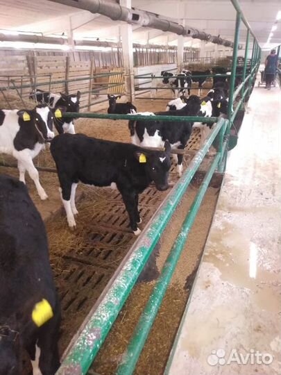 Быки мясной породы