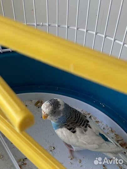 Продаи волнистого попугая