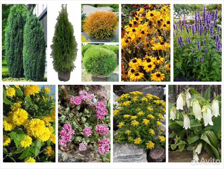 Туи, можжевельник, многолетние цветы цены от