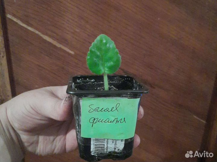 Фиалка белая