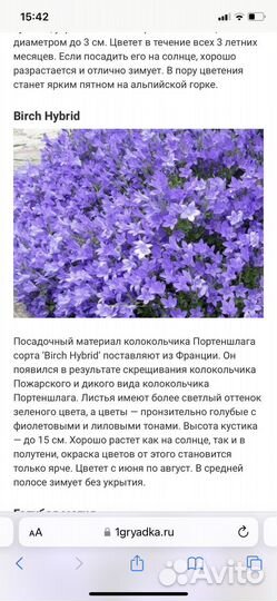 Кампанула Портеншлага жених