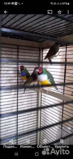 Амадины Гульда