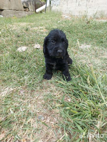 Русский охотничий спаниель щенки