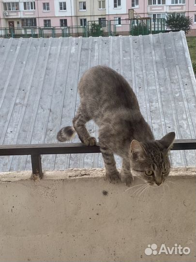 Кошки породистые бесплатно