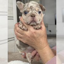 Французский бульдог, щенок