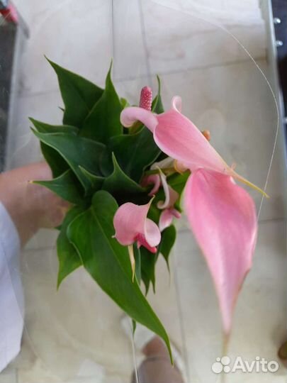 Антуриум Лилли