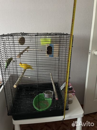 Попугаи вместе с клеткой