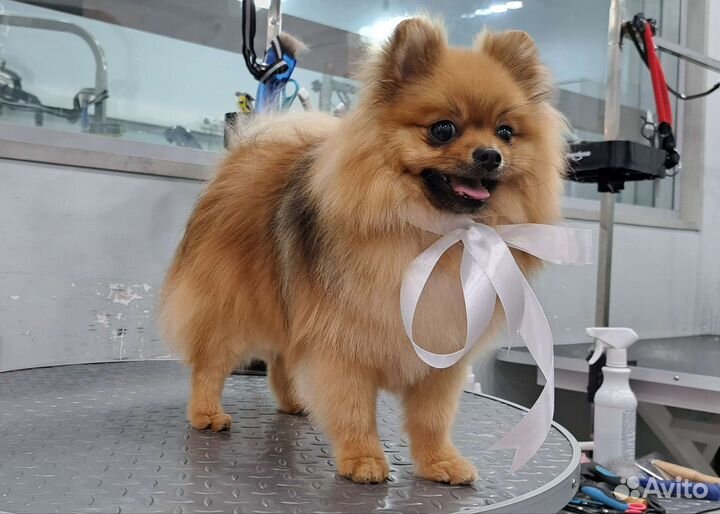 Груминг собак. Экспресс-линька и стрижки собак