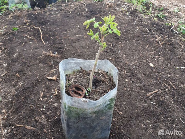 Серый орех 2х летка