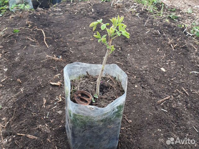 Серый орех 2х летка