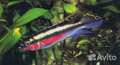 Большой путеводитель по аквариуму Тьери Мэтр-Аллен