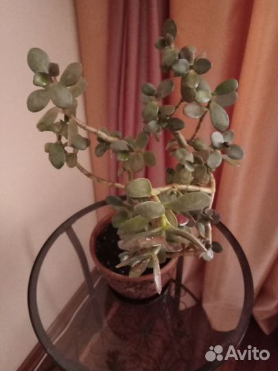 Комнатные цветы