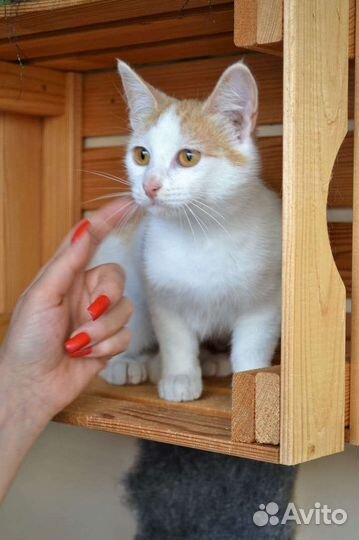 Стерилизованная кошка