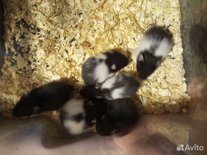 Сирийские хомячки малыши